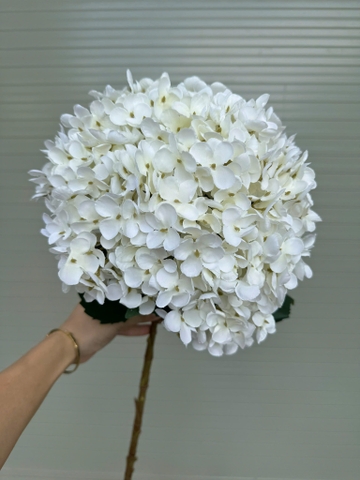 TÚ CẦU VIP ĐẠI