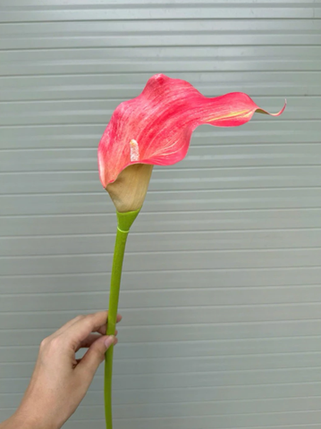 TONE HỒNG SEN