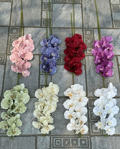 HOA LAN XOAN NGỌC TRAI VẢI