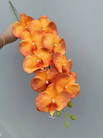 HOA LAN GẤM