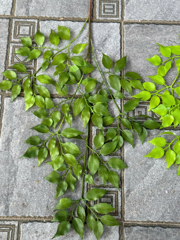 LÁ XÀ CỪ NHỰA