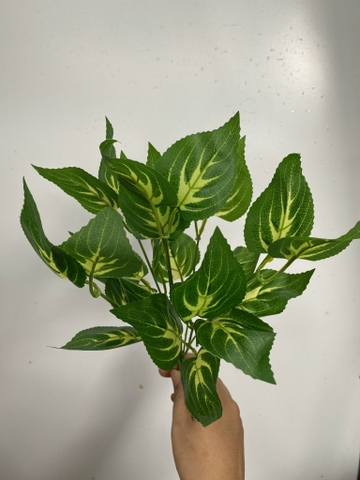 CỤM LÁ BÉ