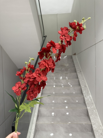 HOA PHI YẾN CÀNH CAO NEW