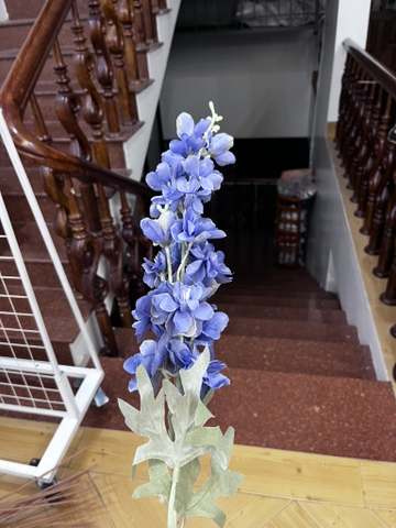 HOA PHI YẾN KÉP