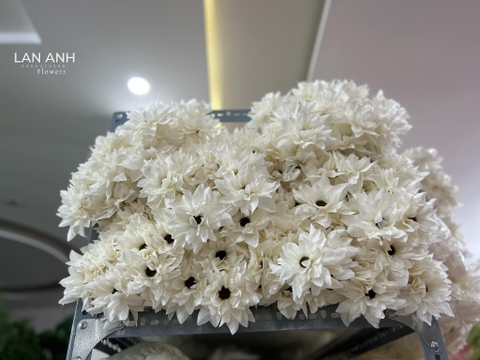 TONE TRẮNG