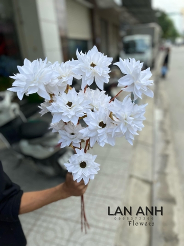 TONE TRẮNG