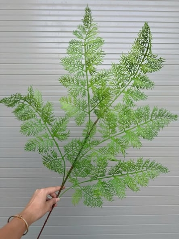 LÁ DƯƠNG SỈ 5 NHÁNH