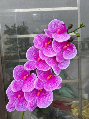 LAN THÂN ĐỐM TÍM