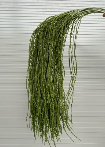 RỦ CAU
