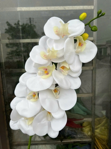 LAN THÂN ĐỐM TÍM