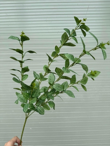 LÁ CHỒI NON