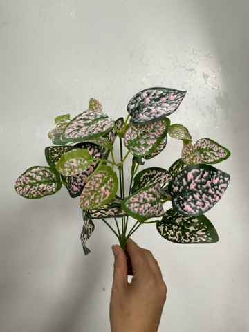 CỤM LÁ BÉ