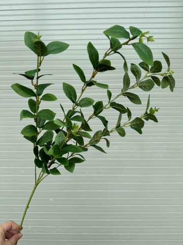 LÁ CHỒI NON