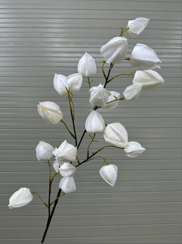 HOA BỒM BỘP - LỒNG ĐÈN