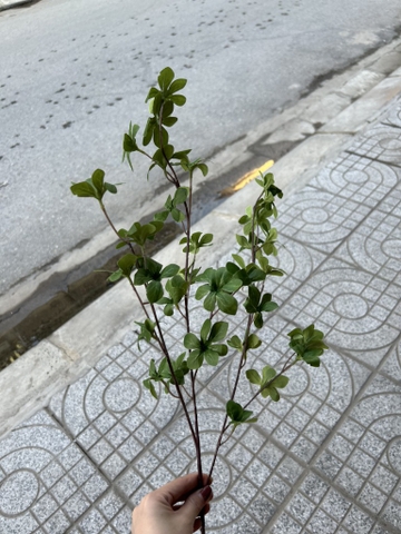 LÁ THẠCH LAM VẢI