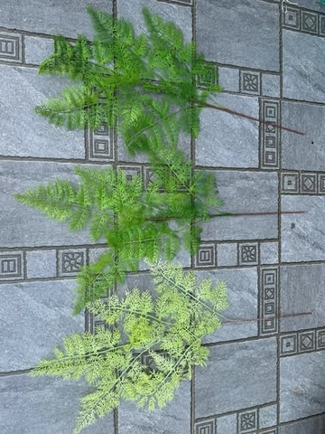 LÁ DƯƠNG SỈ 5 NHÁNH