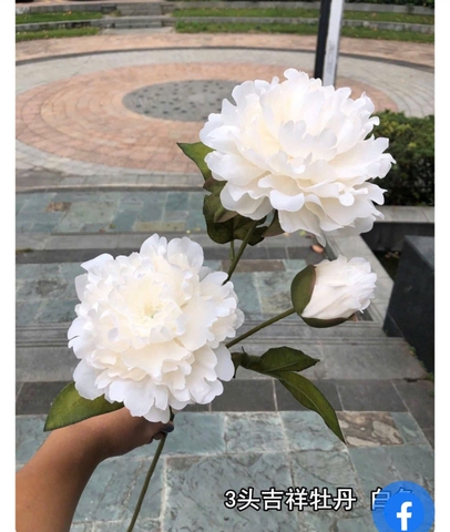 HOA HẢI ĐƯỜNG 2B 1N