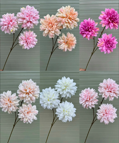 HOA THƯỢC DƯỢC 3B