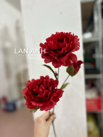 HOA HẢI ĐƯỜNG 2B 1N