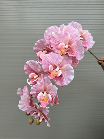 TONE HỒNG NHẠT
