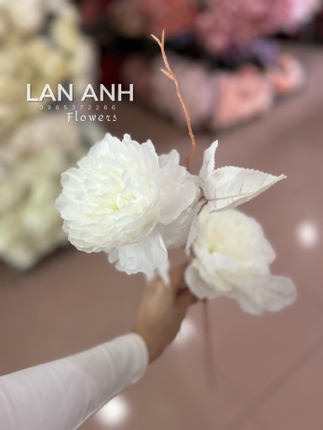 TONE TRẮNG