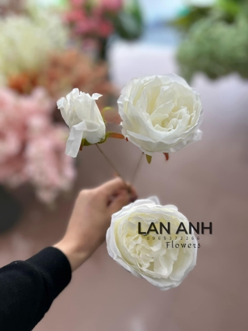 TONE TRẮNG