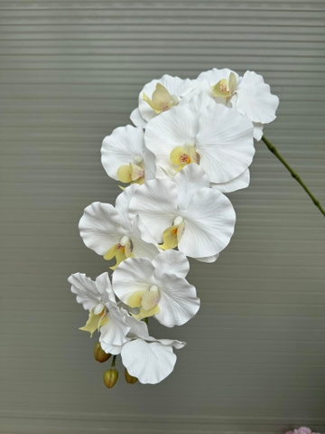 TONE TRẮNG
