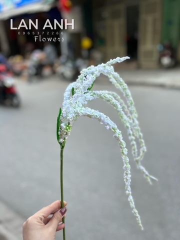 TONE TRẮNG