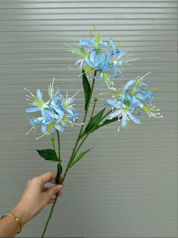 TONE XANH DƯƠNG BLUE