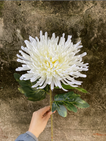 TONE TRẮNG