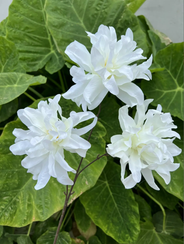TONE TRẮNG