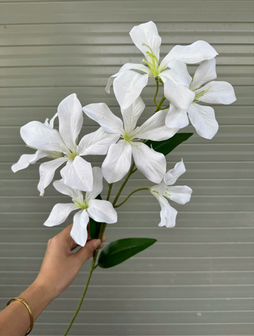 TONE TRẮNG