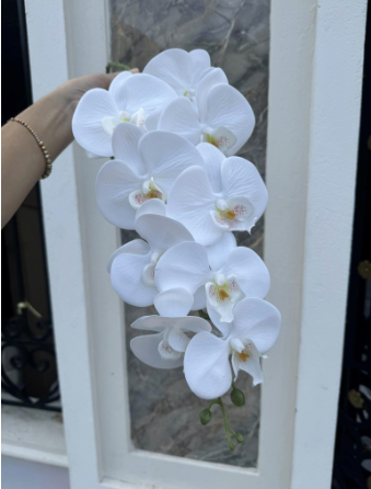 TONE TRẮNG