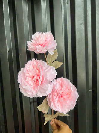 TONE HỒNG NHẠT