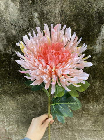 TONE HỒNG NHẠT