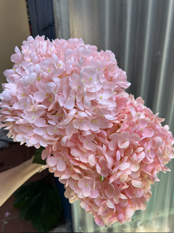 TONE HỒNG NHẠT