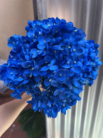 TONE XANH DƯƠNG BLUE