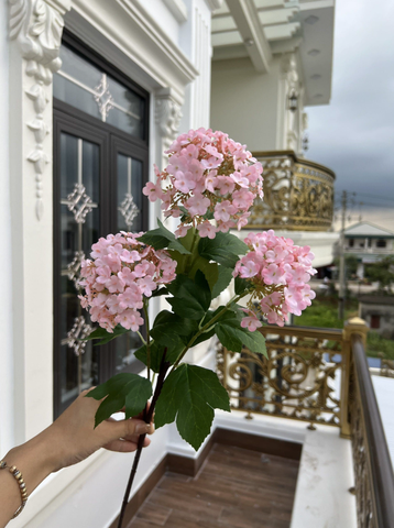 TONE HỒNG NHẠT