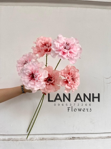 TONE HỒNG NHẠT