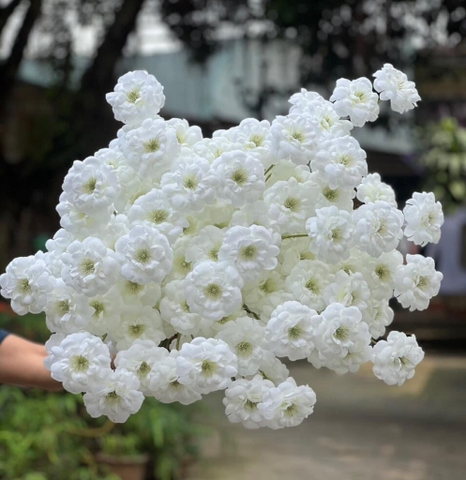TONE TRẮNG