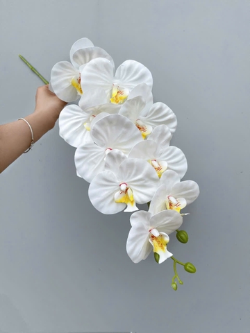 TONE TRẮNG
