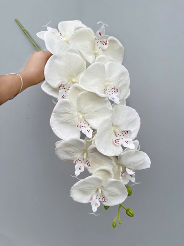 TONE TRẮNG