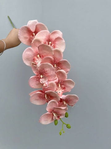 TONE HỒNG NHẠT