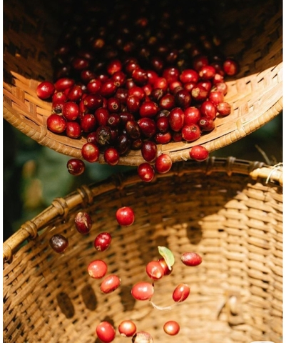 Cà phê Culi – 500 g