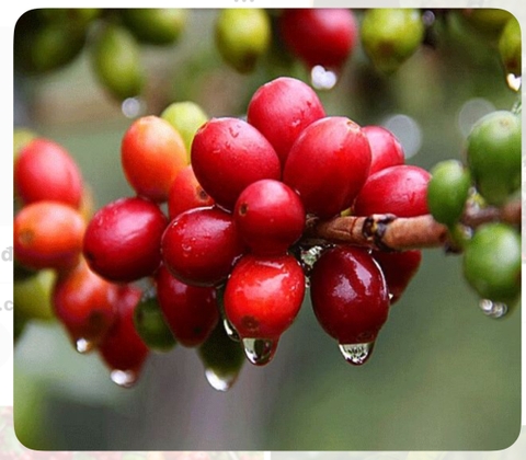 Cà phê Culi – 500 g