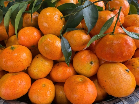 HKD Nguyễn Thị Hoa - 0379867758