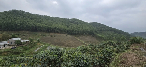 Dự án Green & More Farm – Vườn dược liệu hữu cơ Bắc Giang