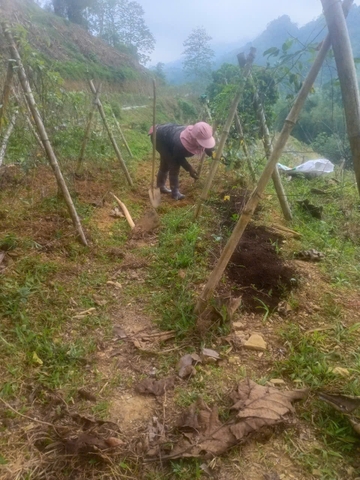 Cải tạo đất và Cung cấp dinh dưỡng cho cây Sâm Nam bằng phân Hữu Cơ