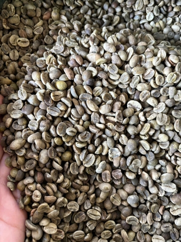 Cà Phê Nhân Arabica - CBU S16+