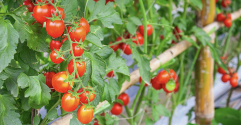 Cách trồng cà chua 